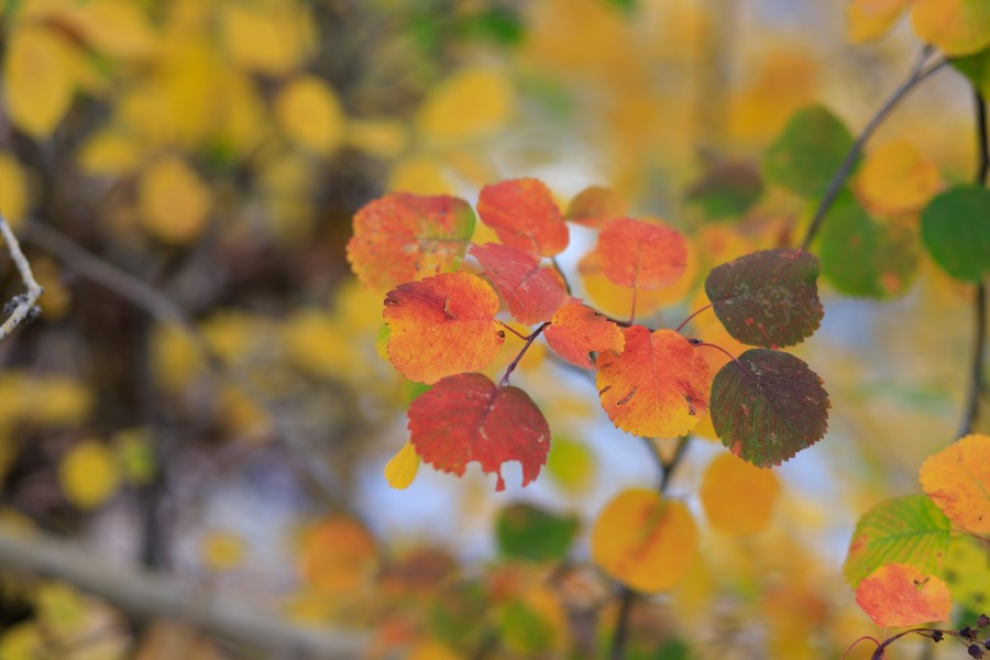 thumbnail of the cover of the post